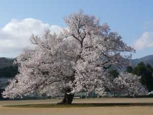 味　真野の一本桜